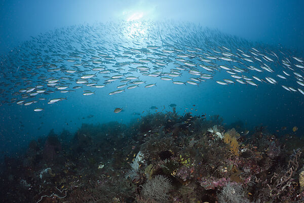 Mosaic Fusilier over Coral Reef