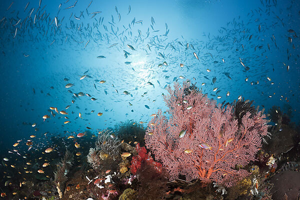 Red Seafan and Coral Fish