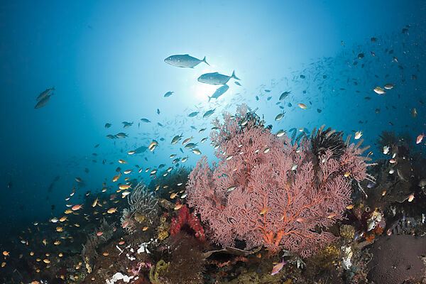 Red Seafan and Coral Fish