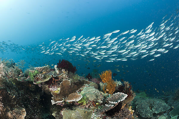 Mosaic Fusilier over Coral Reef