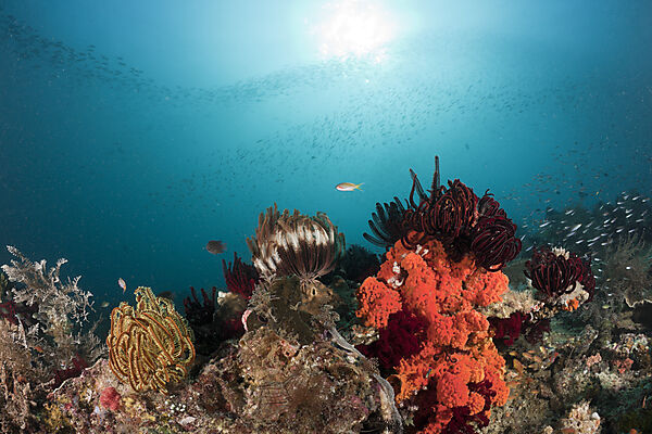 Crinoids on Coral Reef