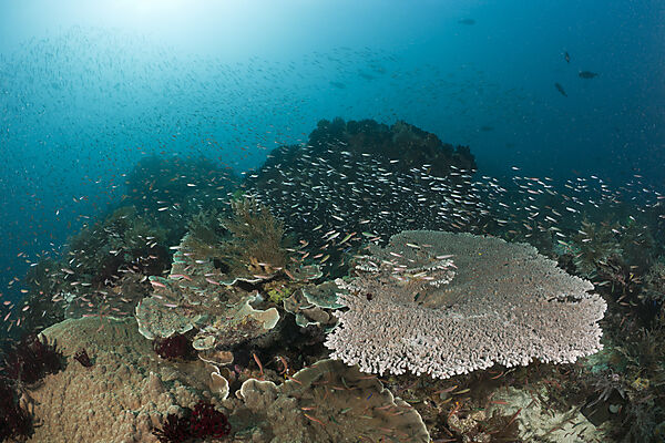 Coral Fish over Table Coral