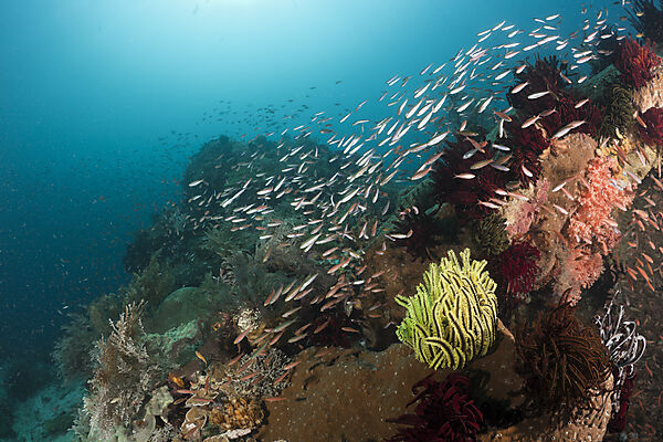 Schooling Fusiliers over Coral Reef