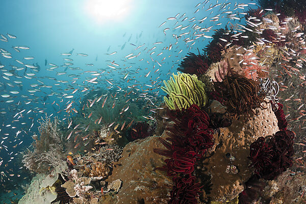 Schooling Fusiliers over Coral Reef