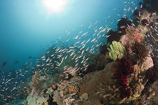 Schooling Fusiliers over Coral Reef