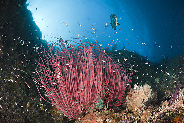 Longfin Batfish over Whip Corals