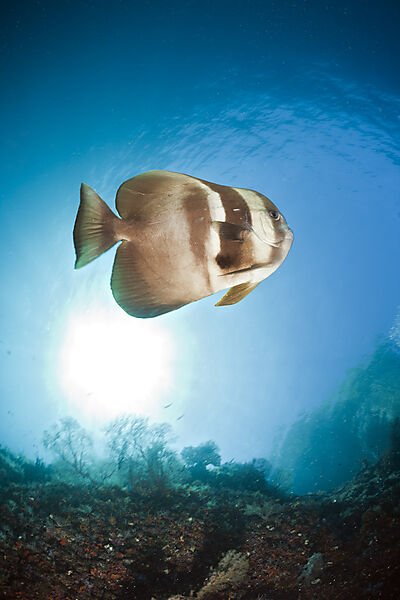 Longfin Batfish
