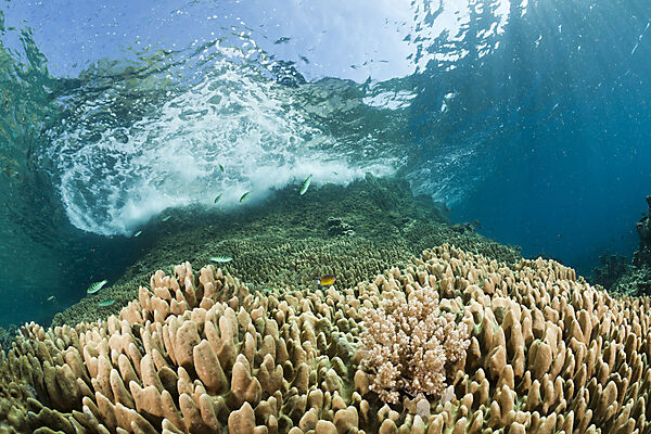 Wave breaching on Reef