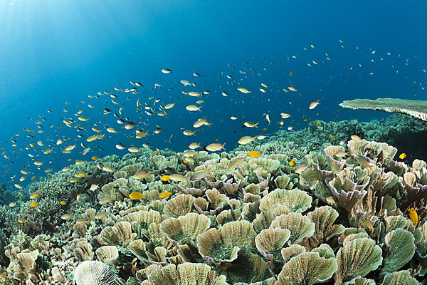 Coralfish over Reef