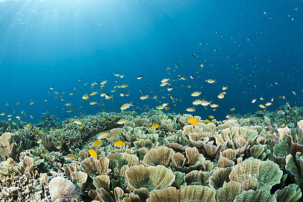 Coralfish over Reef