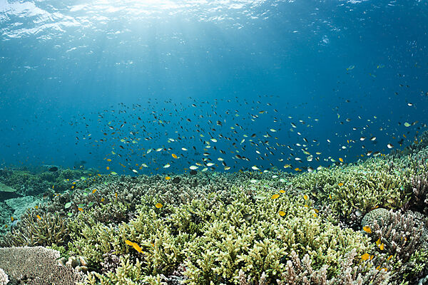 Coralfish over Reef
