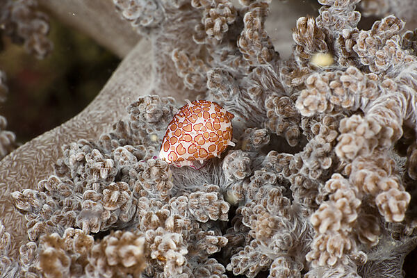 Egg Snail