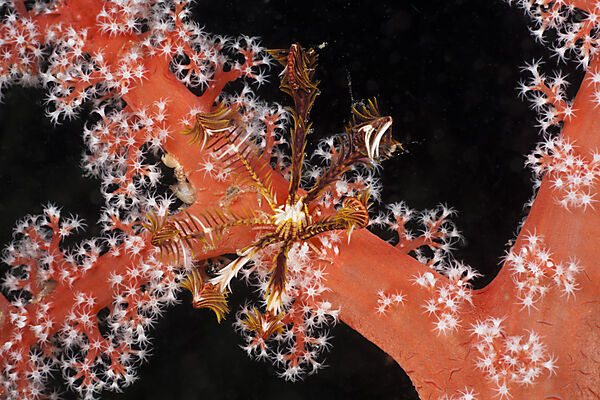 Small Crinoid on red Coral