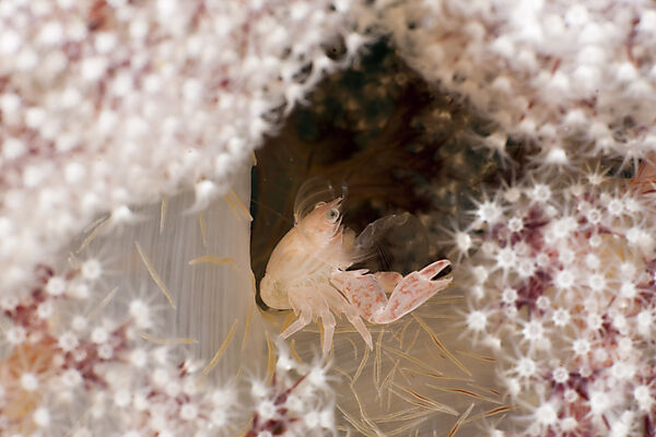 Soft Coral Porcellain Crab