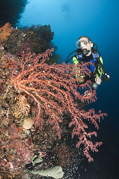 Scuba Diver and Soft Coral