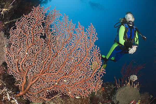 Scuba Diver and Sea Fan