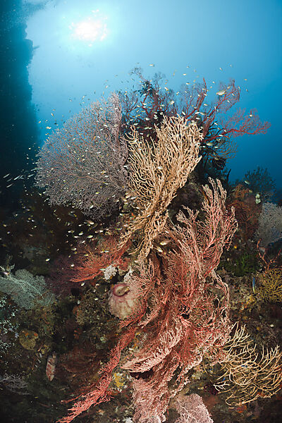 Diverse Sea Fan