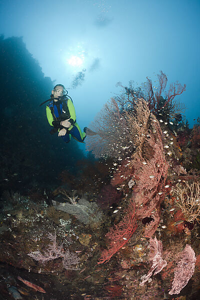 Scuba Diver at Coral Reef