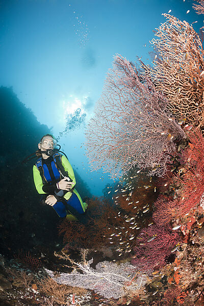 Scuba Diver at Coral Reef