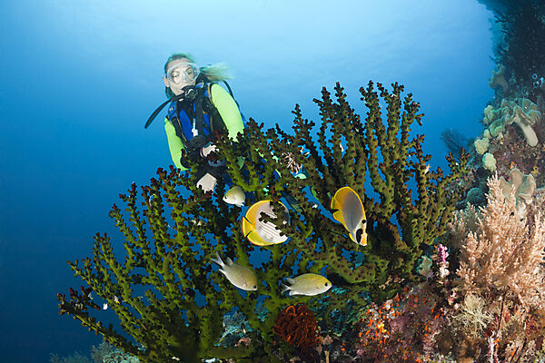 Scuba Diver watches Butterflyfish