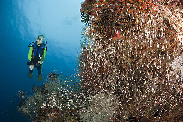 Pygmy Sweeper and Scuba Diver