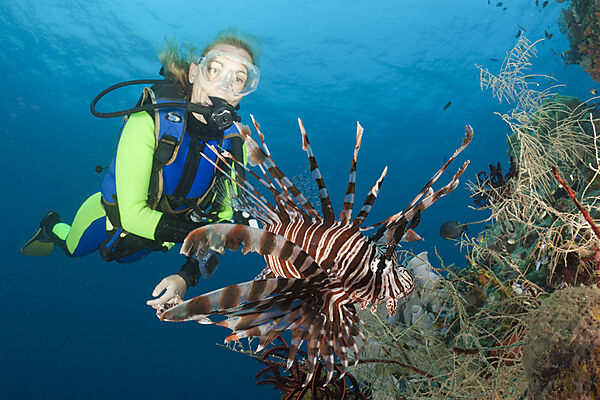 Lionfish and Scuba Diver