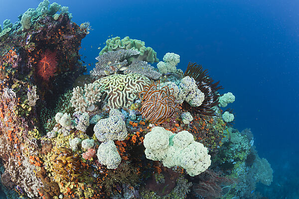 Korallenriff Biodiversitaet