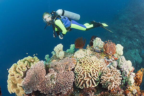 Diver watches Biodiversity on Coral Reef