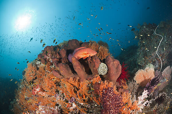 Colorful Coral Reef