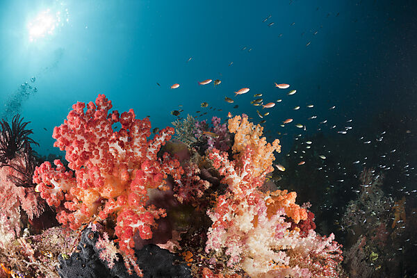 Colorful Coral Reef