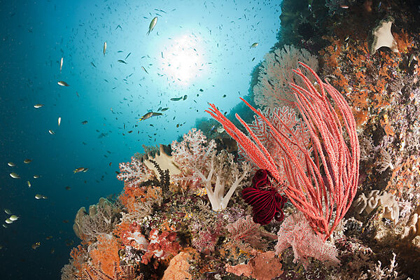 Colorful Coral Reef
