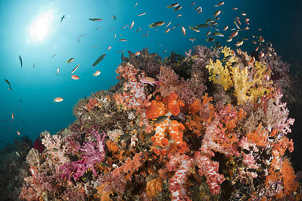 Colorful Coral Reef
