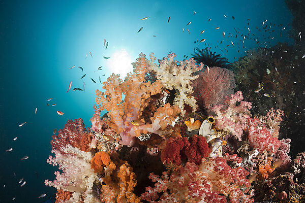 Colorful Coral Reef