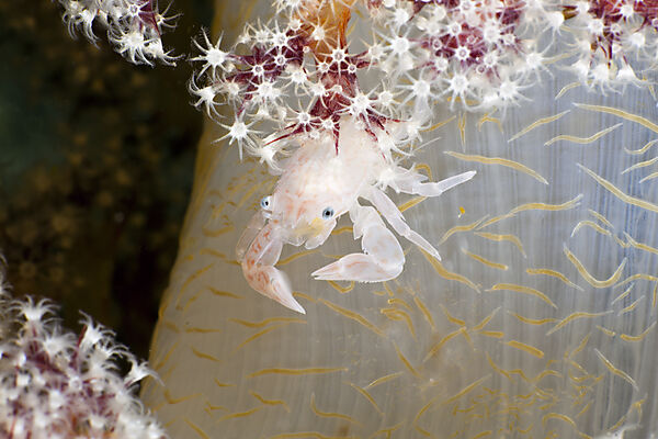 Soft Coral Porcellain Crab