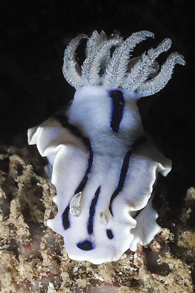 Blue Dorid Nudibranch