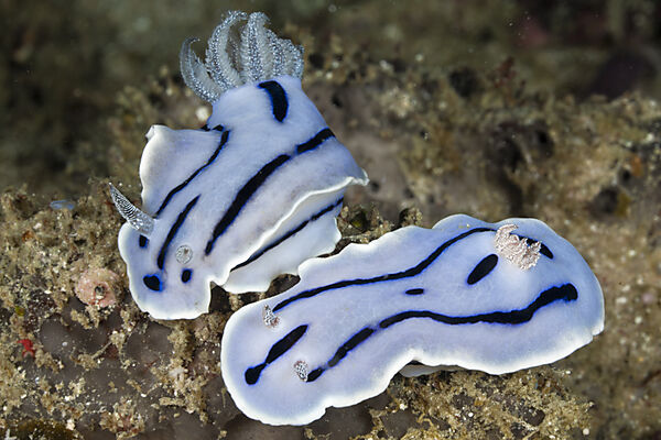 Couple of Blue Dorid Nudibranch
