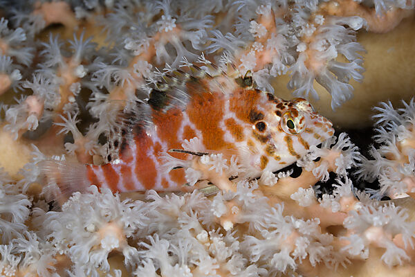 Threadfin Hawkfish