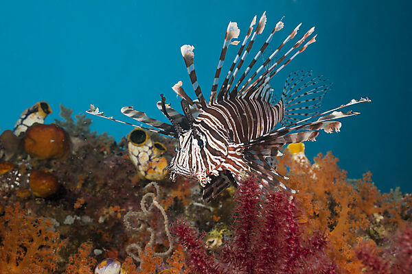 Lionfish