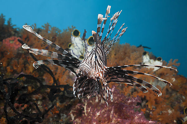 Lionfish