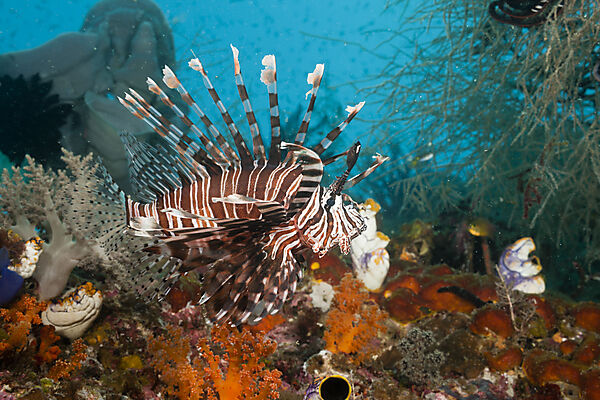 Lionfish