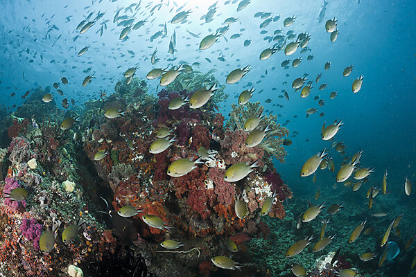 Schooling Chromis over Reef
