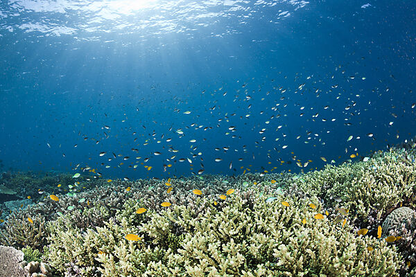 Coral Fish over Branching Corals