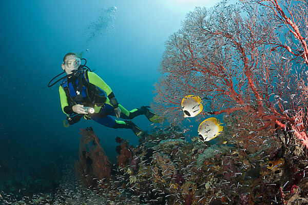 Panda Butterflyfish and Scuba Diver