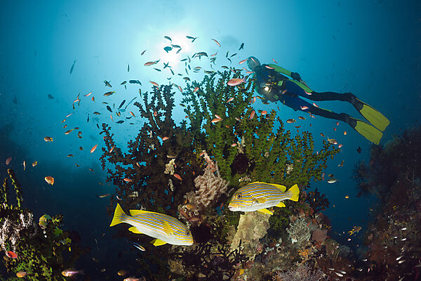 Yellow-ribbon Sweetlips and Scuba Diver