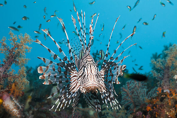 Rotfeuerfisch