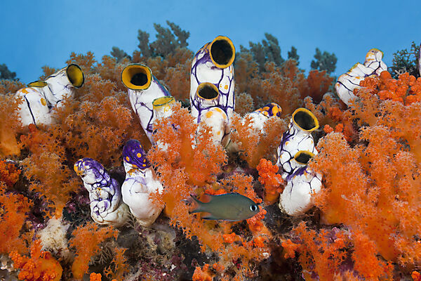 Golden Tunicate between Soft Corals