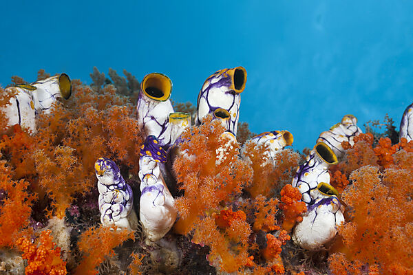 Golden Tunicate between Soft Corals