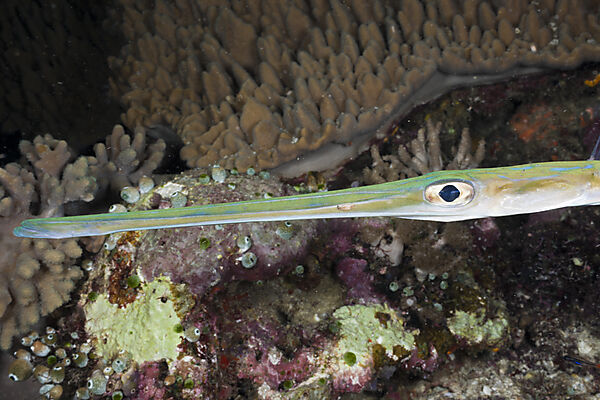Floetenfisch Portrait