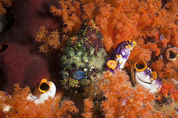 Golden Tunicate between Soft Corals