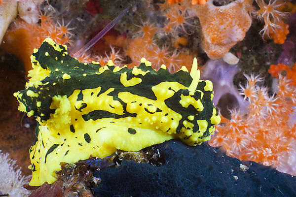 Yellow Neon Nudibranch
